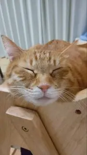 だいずくん