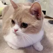 Takominの画像