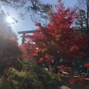 tomato3の画像
