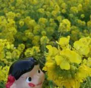 ふーたんたん