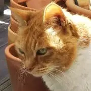 招き猫