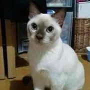 Sakko