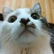 ぷくねこ39☆の画像