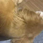 ララ