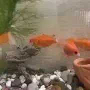 金魚の画像