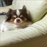 ようこ