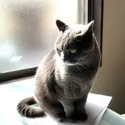 ころの画像