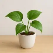 Riku