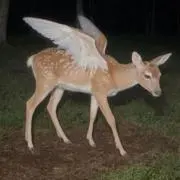ちわきよの画像
