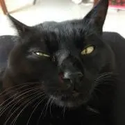 マッキーの画像