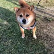 カツの画像