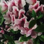 とー