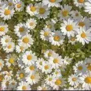 mori【即購入ok！】の画像