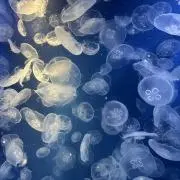 n.ikaの画像