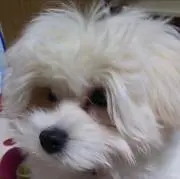 舞子