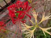 ………❀✸bizznes（crimi…）の画像