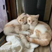 ギー & タン　セール中の画像