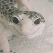 キョースケ