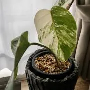 Takuの画像