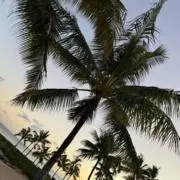 おう_24時間発送の画像