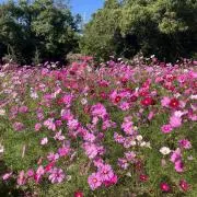 こすもすの画像
