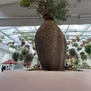 り