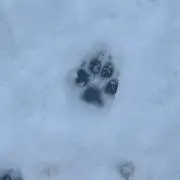 miniの画像