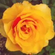 ゆき＊の画像