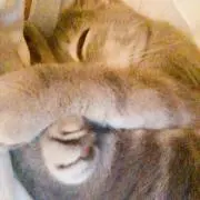 優