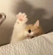 beeの画像