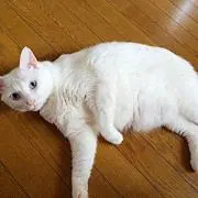 さおり
