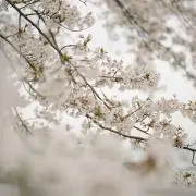 sakura_s.kの画像