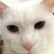 れんれん