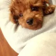 りほ