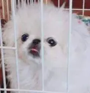ちょこらん