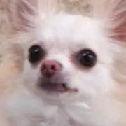 さいちゃん