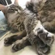 メイの画像