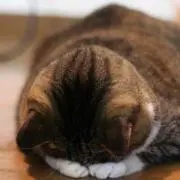 飴ちゃんの画像