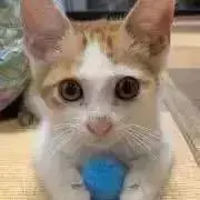 komugi 【プロフ必読】の画像