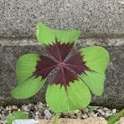 ラッキーの画像