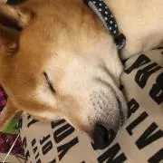 トリトリの画像
