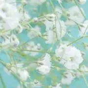 kamisの画像