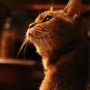 ねこ