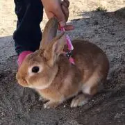 usagi