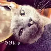 みけにゃ