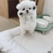 みみの画像