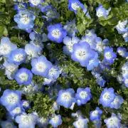 華の画像