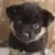 くろの画像