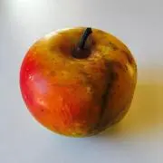 カデの画像