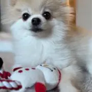アドレナ蓮‼️の画像